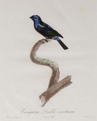 2182
          <br/>
          Histoire naturelle des Tangaras, des Manakins et des Todiers.
          <br/>
          <em></em>